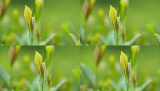 秋茶茶芽高清在线视频素材下载