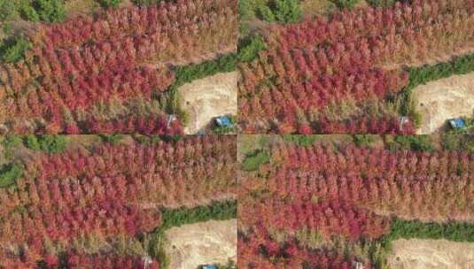 航拍俯瞰威海双岛湾秋天的红枫树高清在线视频素材下载