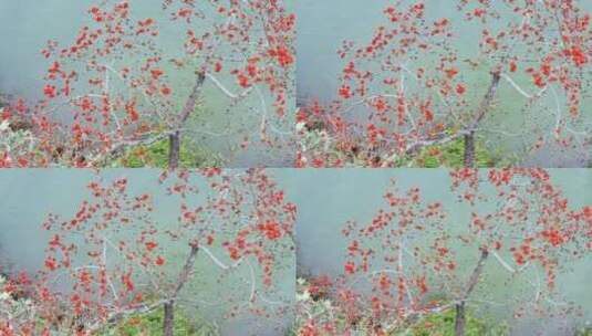 红木棉花开了 南宁邕江边 4K航拍高清在线视频素材下载