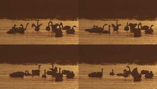 逆光下小天鹅群对唱鸣叫【10bit慢动作】高清在线视频素材下载