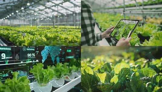 科技农业智慧蔬菜温室大棚高清在线视频素材下载