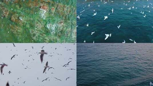 【合集】大海 海面上 飞翔的海鸥高清在线视频素材下载
