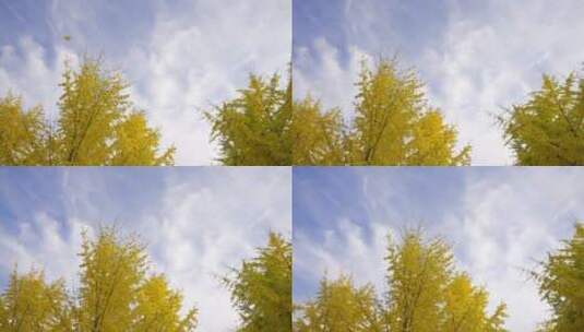 秋天银杏树高清在线视频素材下载