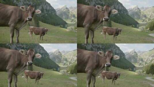 草地上的牛高清在线视频素材下载