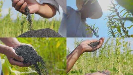 农产品素材高清在线视频素材下载