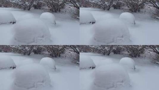 小树雪景高清在线视频素材下载