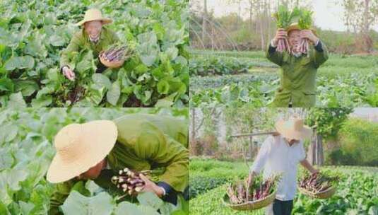 湖北红菜苔高清在线视频素材下载