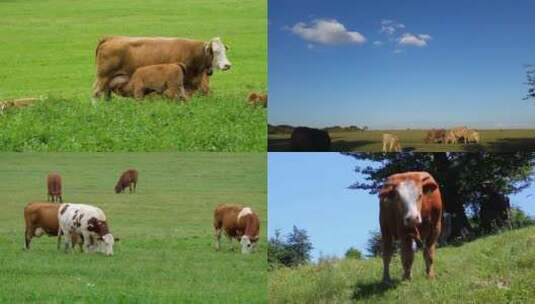 肉牛养殖场畜牧业黄牛饲养牧草牧场高清在线视频素材下载