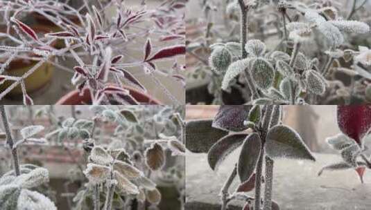 雾凇下的美景植物视频合集高清在线视频素材下载