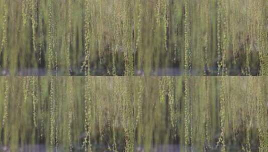济南趵突泉公园，柳树发芽春意盎然高清在线视频素材下载