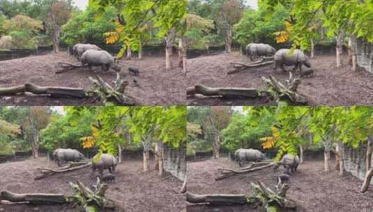 动物园里的犀牛高清在线视频素材下载