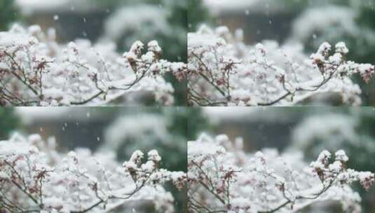雪中的植物，积雪压在树枝上慢镜头视频素材高清在线视频素材下载