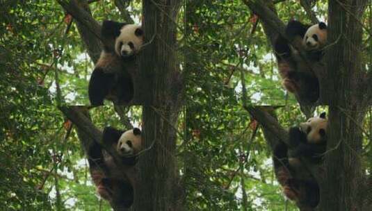 树上的国宝大熊猫特写高清在线视频素材下载