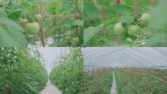 【4K实拍素材】多段番茄 大棚种植实拍素材高清在线视频素材下载