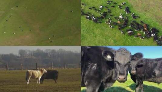 航拍草原上散养的牛群高清在线视频素材下载