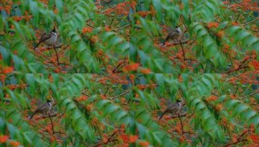 红耳鹎 小鸟停在树枝上 采花 吃花蜜高清在线视频素材下载