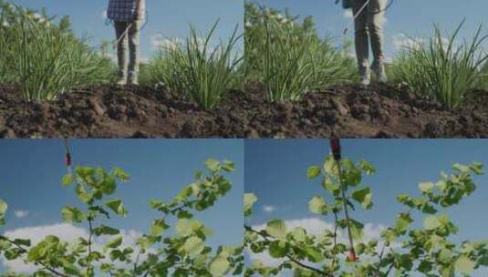 园林工人果农喷药除虫果树树木高清在线视频素材下载