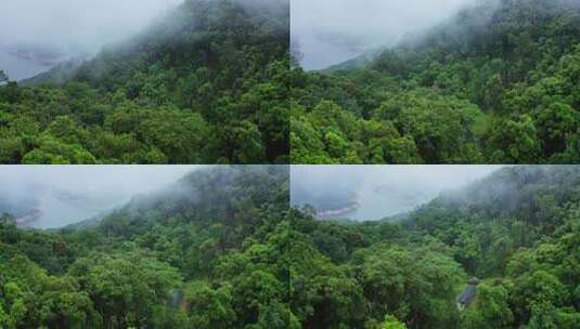 雨中的山林高清在线视频素材下载