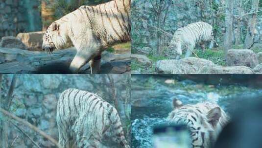 白虎 老虎 动物园 孟加拉虎 东北虎 8251高清在线视频素材下载