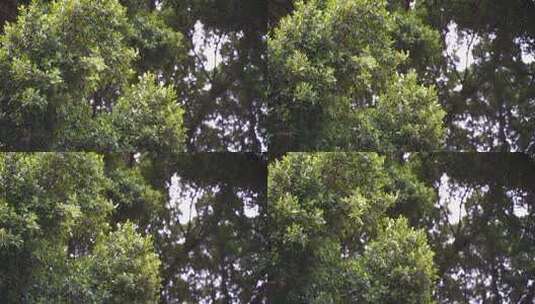 仰拍榕树叶高清在线视频素材下载