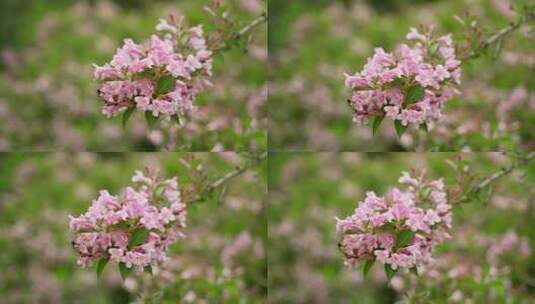 4K花卉植物素材——海仙花高清在线视频素材下载