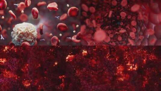 血细胞 白细胞 人类免疫系统对疾病的反应高清在线视频素材下载