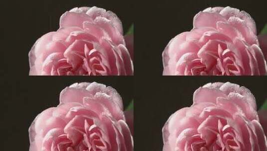 晨露洒在玫瑰花朵上高清在线视频素材下载