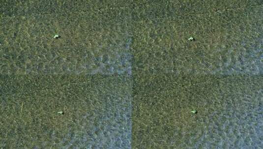 河流的底部覆盖着一种苔藓高清在线视频素材下载