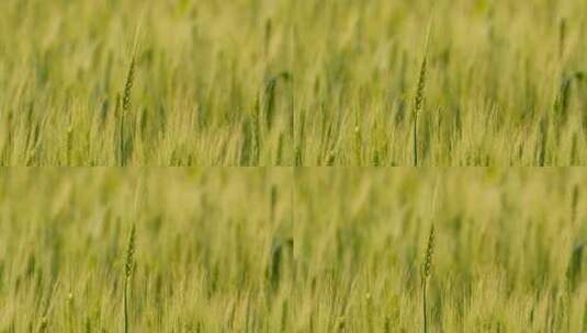 农村小麦慢镜头升格特写实拍高清在线视频素材下载