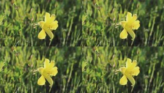 野生植物：萱草高清在线视频素材下载