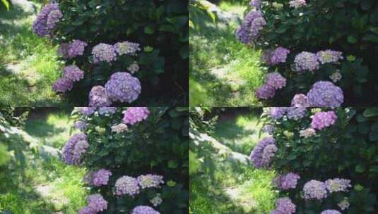 绣球花鲜花花海花园花艺园艺高清在线视频素材下载