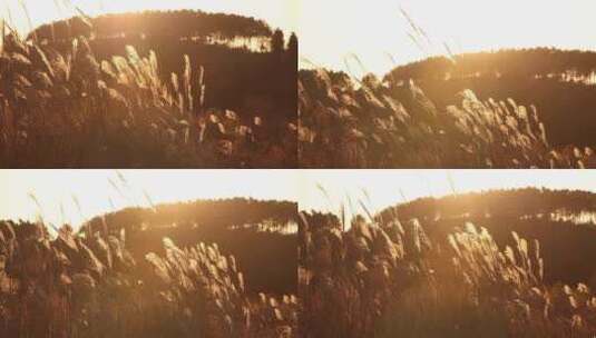 在夕阳照射的芦苇毛草草从高清在线视频素材下载