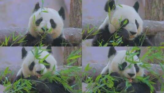 吃竹子的国宝大熊猫高清在线视频素材下载