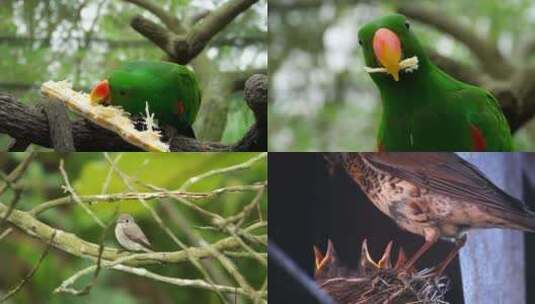 大自然鸟类合集鹦鹉小鸟捕食高清在线视频素材下载