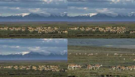 一群雌性藏羚羊高清在线视频素材下载