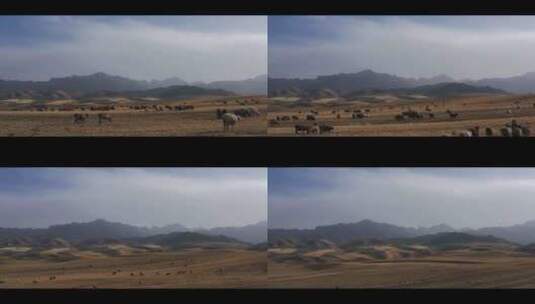 南疆牧场高清在线视频素材下载
