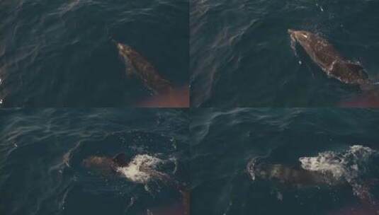 一群海豚在船前的蓝色海水中嬉戏高清在线视频素材下载
