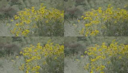 夏天城市乡村花园里的花朵高清在线视频素材下载