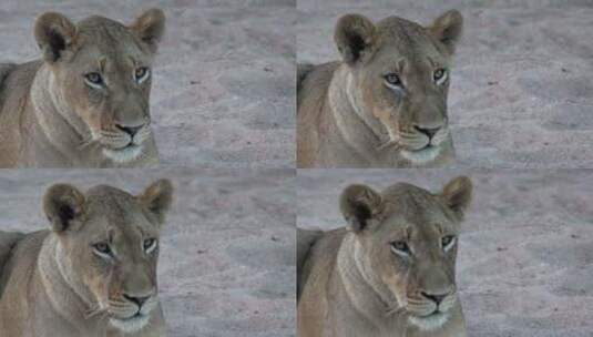 母狮脸部特写高清在线视频素材下载