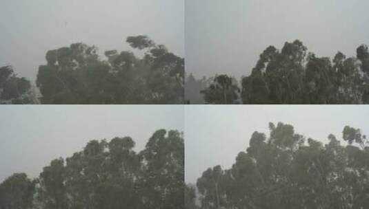 台风森林狂风暴雨风吹树林风吹雨打树木下雨高清在线视频素材下载