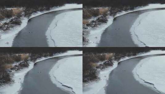 大兴安岭春天不冻河水面上的水鸭子高清在线视频素材下载