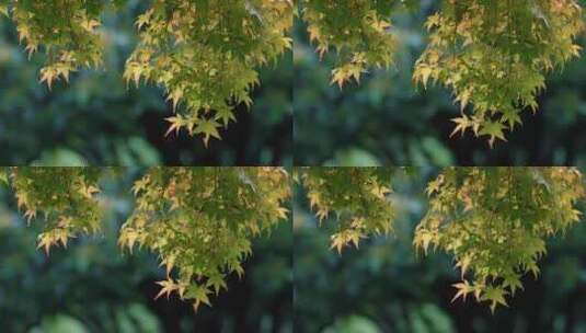 露珠树叶植物下雨滴水珠叶子露水高清在线视频素材下载