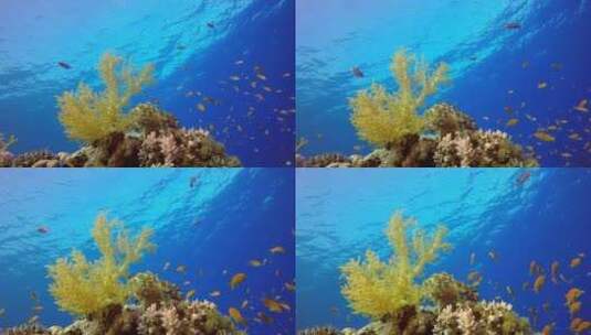 海底景观高清在线视频素材下载