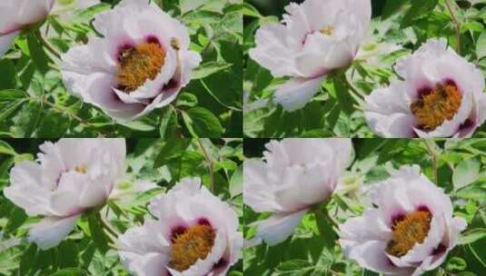 白色的牡丹花与三只小蜜蜂高清在线视频素材下载
