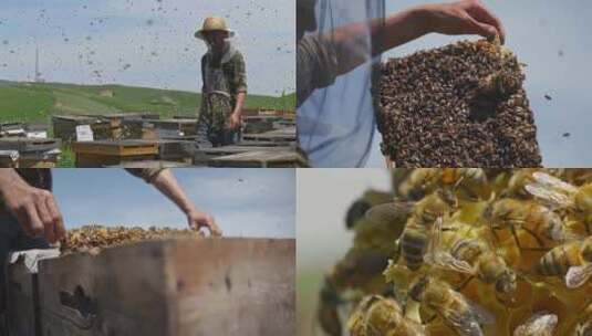 养蜂人素材合集高清在线视频素材下载