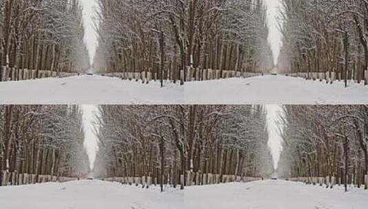 雪景冬天树林小路高清在线视频素材下载