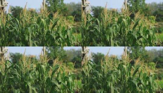 农村农作物玉米素材高清在线视频素材下载