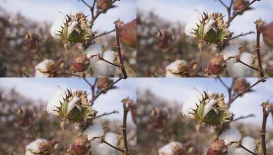 新疆棉花素材高清在线视频素材下载