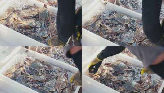 新鲜捕捞的梭子蟹高清在线视频素材下载