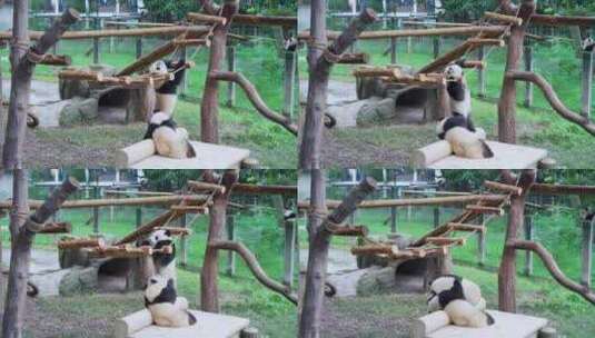 大熊猫趴软梯高清在线视频素材下载